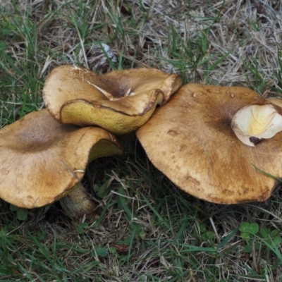 Suillus granulatus