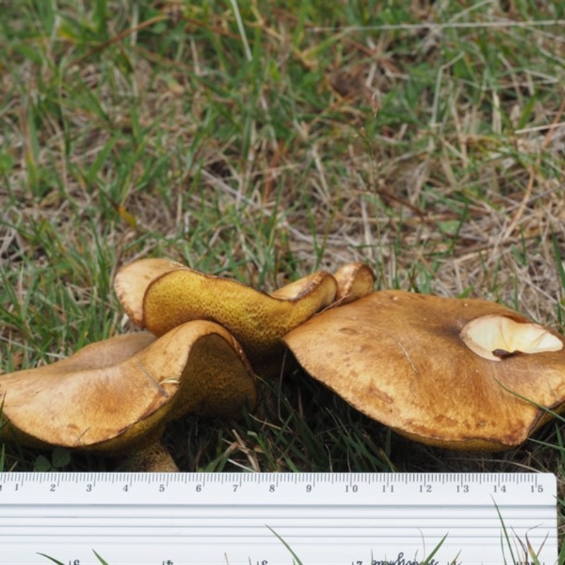 Suillus granulatus