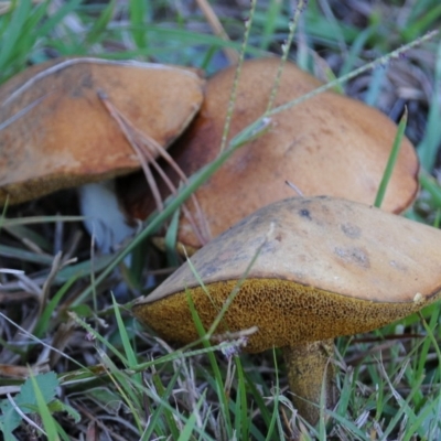 Suillus luteus