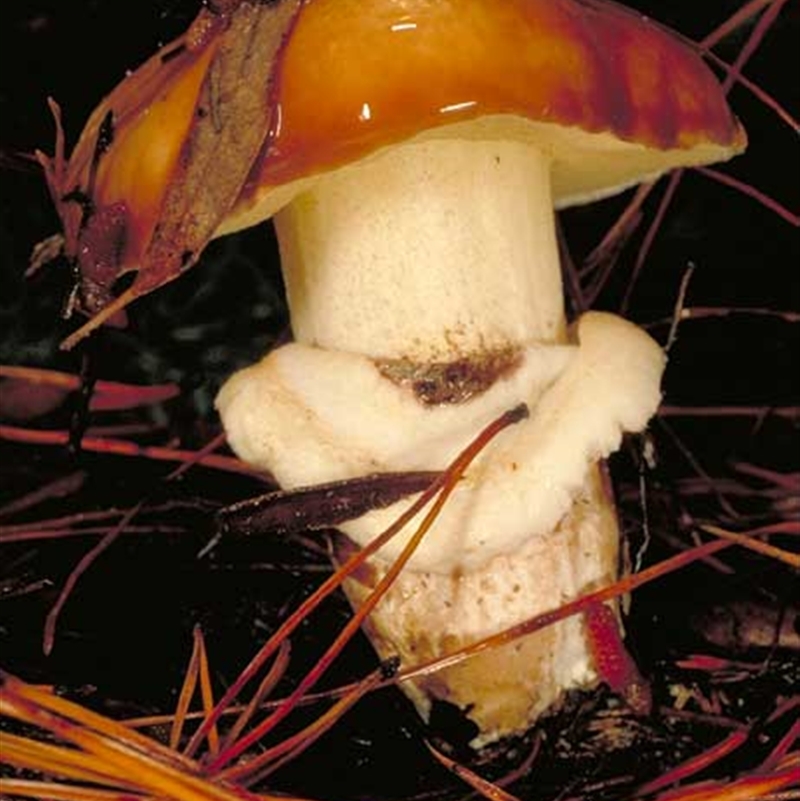 Suillus luteus