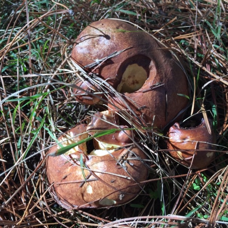 Suillus sp.