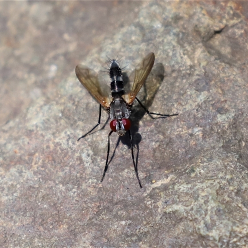 Sumpigaster sp. (genus)