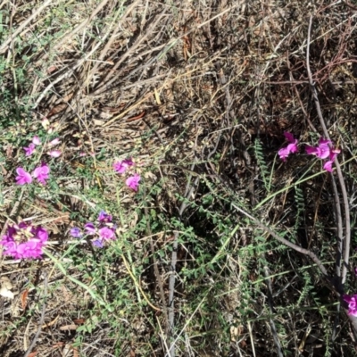 Swainsona galegifolia