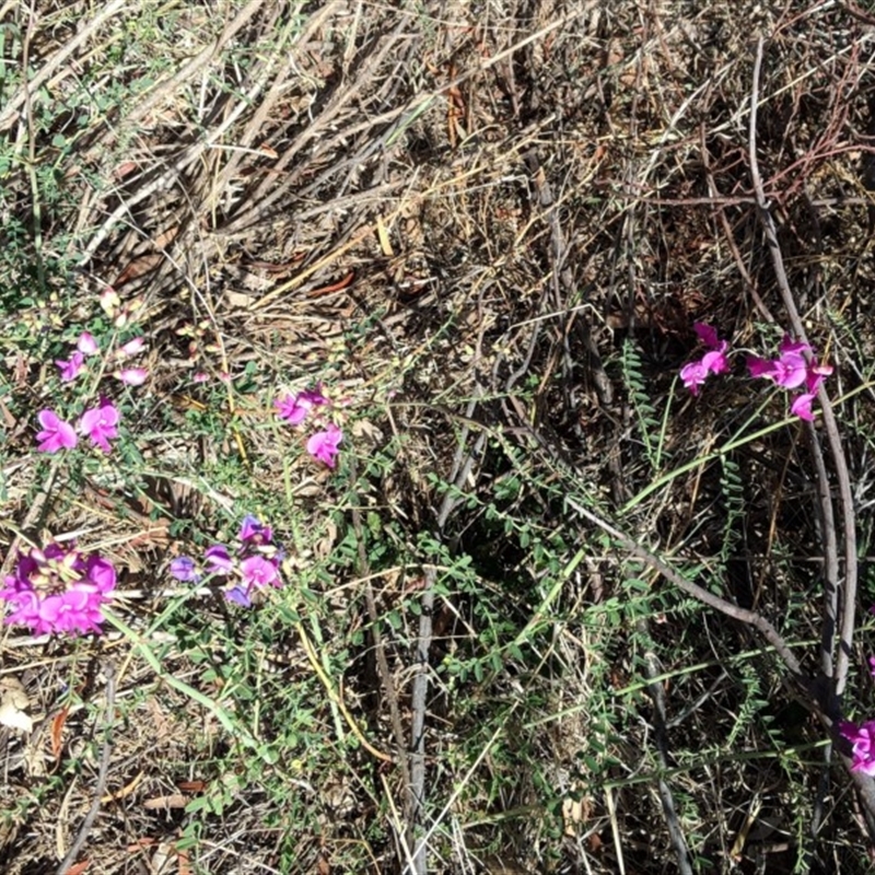 Swainsona galegifolia