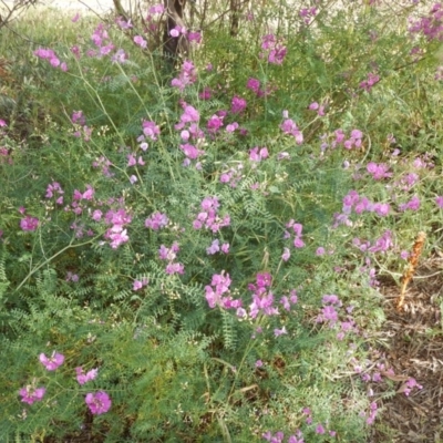 Swainsona galegifolia