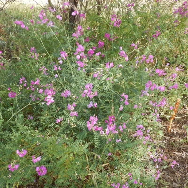 Swainsona galegifolia