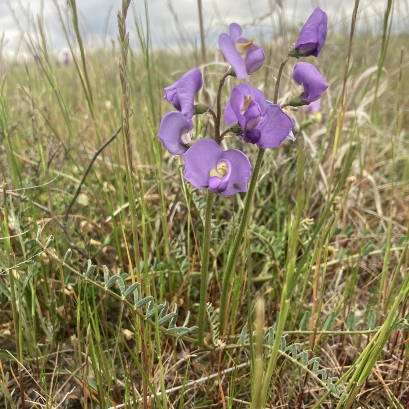 Swainsona procumbens