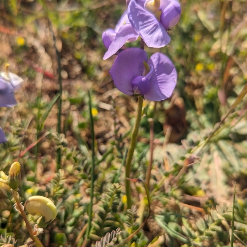 Swainsona procumbens