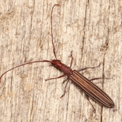 Syllitus grammicus