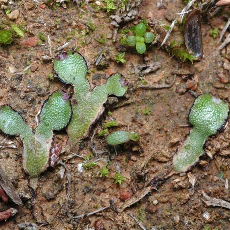 Asterella drummondii