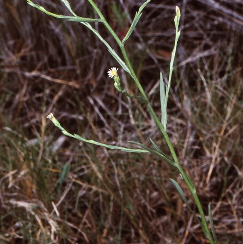 Symphyotrichum subulatum