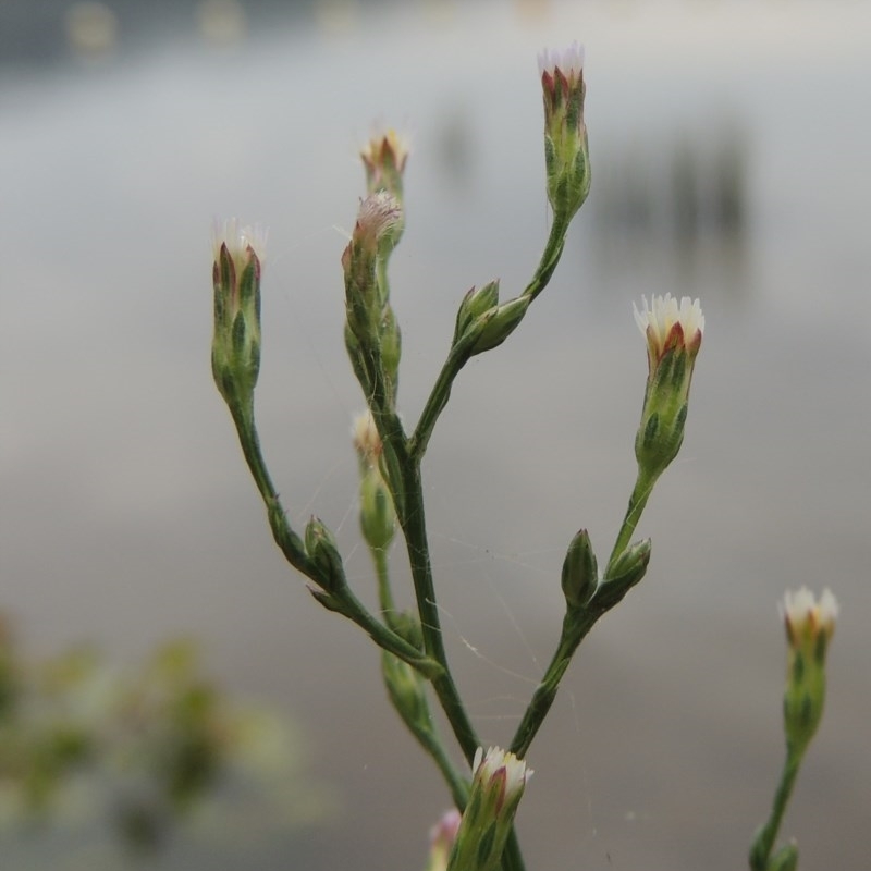 Symphyotrichum subulatum