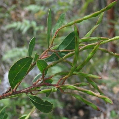 Acacia myrtifolia