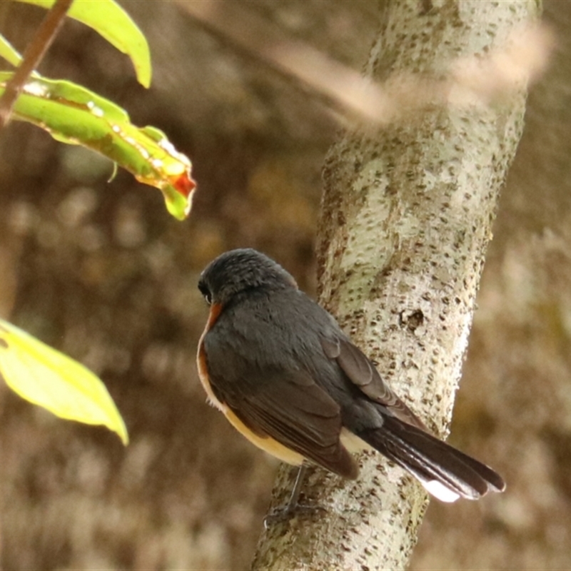 Symposiachrus trivirgatus