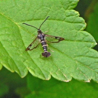 Synanthedon tipuliformis