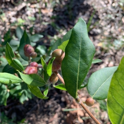 Syncarpia glomulifera subsp. glomulifera