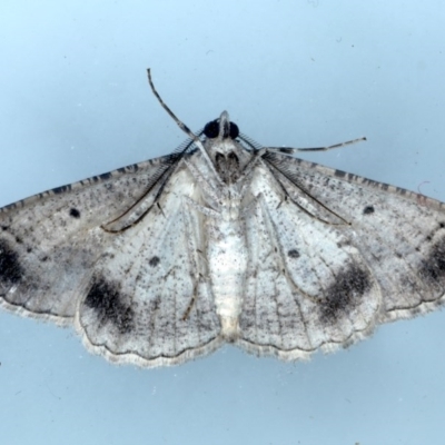 Syneora euboliaria