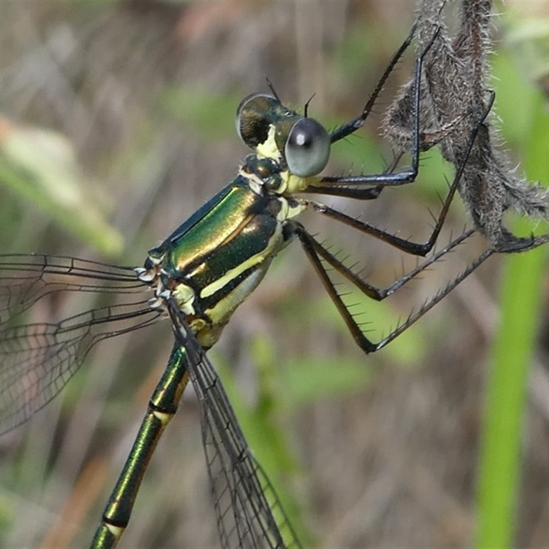 Synlestes weyersii