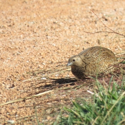 Synoicus ypsilophorus