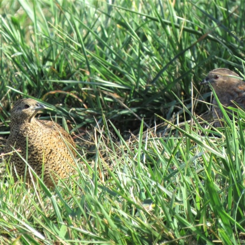 Synoicus ypsilophorus