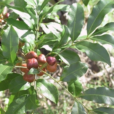 Synoum glandulosum subsp. glandulosum