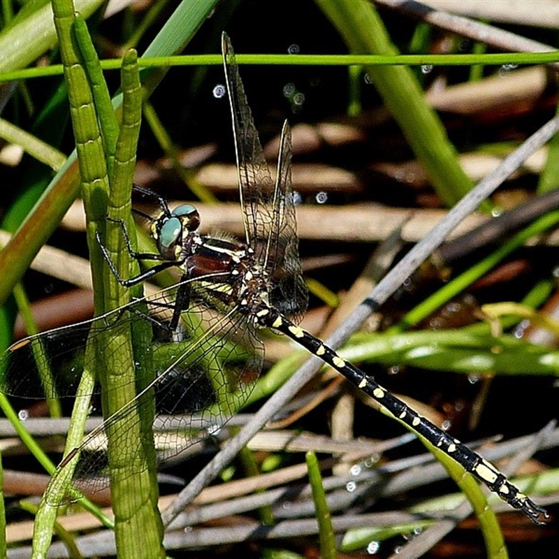 Black surrounding the brown on thorax. Male.