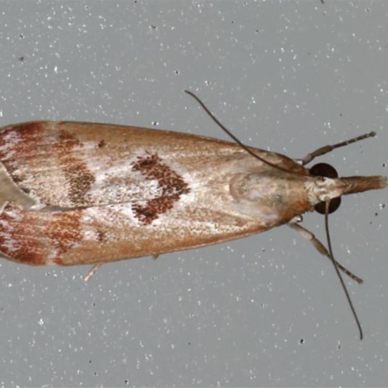 Syntonarcha iriastis