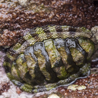 Sypharochiton pelliserpentis