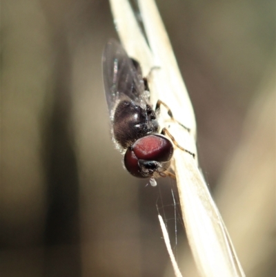 Syrphidae (family)