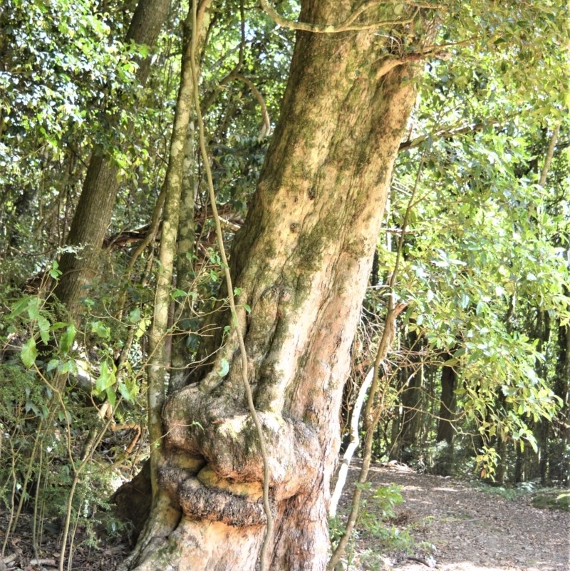 Syzygium australe