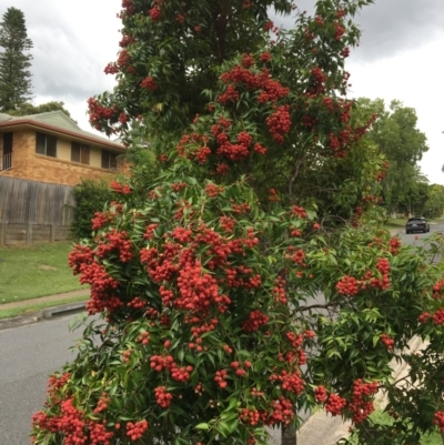 Syzygium luehmannii