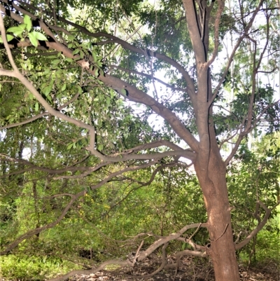 Syzygium paniculatum