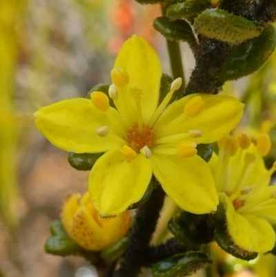 Asterolasia trymalioides subsp. areniticola