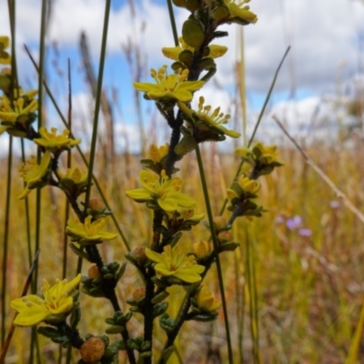 Asterolasia trymalioides subsp. areniticola