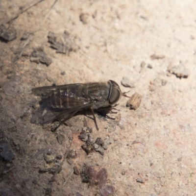 Tabanidae (family)