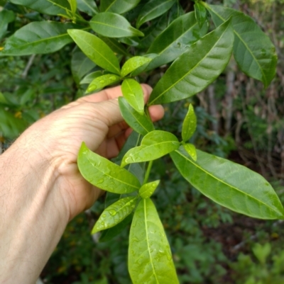 Tabernaemontana pandacaqui