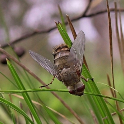 Tachinidae (family)