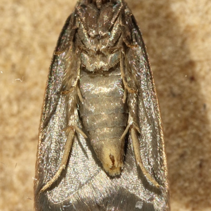 Tachystola acroxantha