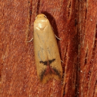 Tachystola hemisema