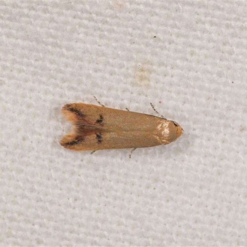 Tachystola hemisema