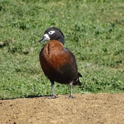 Tadorna tadornoides