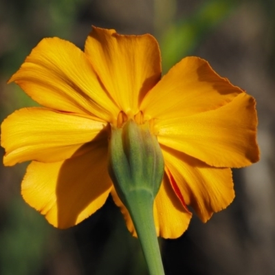 Tagetes erecta