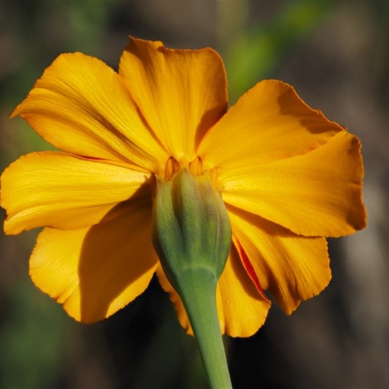 Tagetes erecta