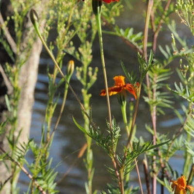 Tagetes erecta