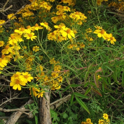 Tagetes lemmoni