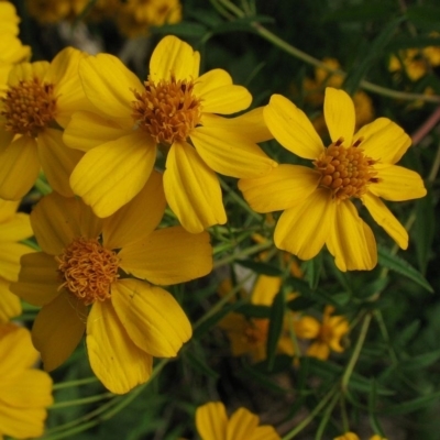 Tagetes lemmoni