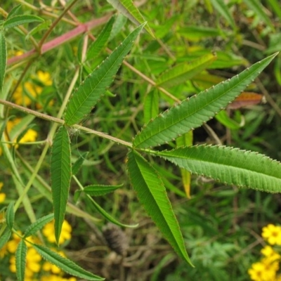 Tagetes lemmoni