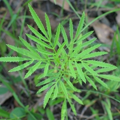 Tagetes minuta