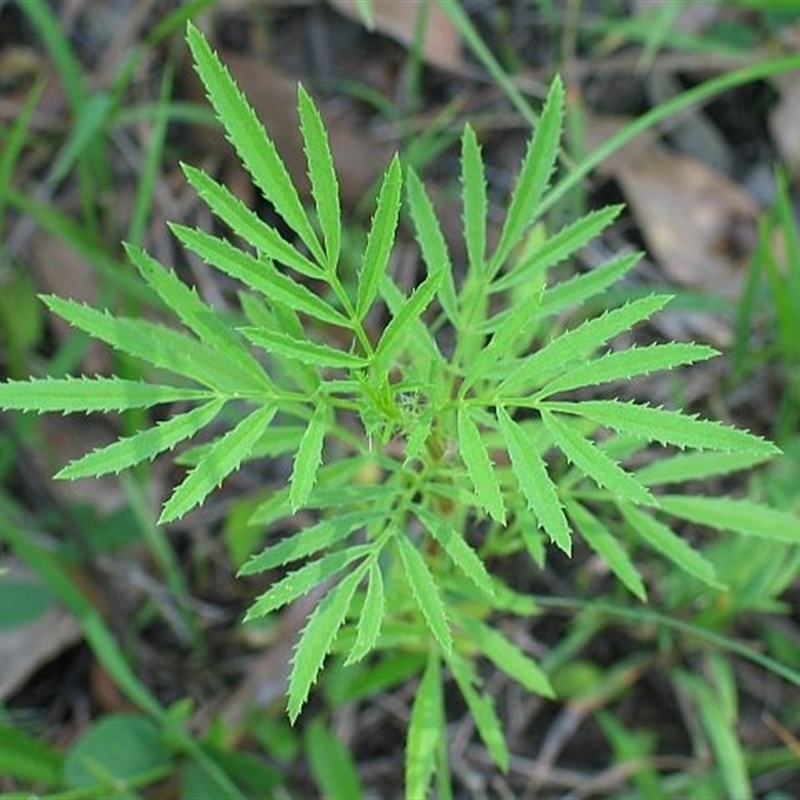 Tagetes minuta