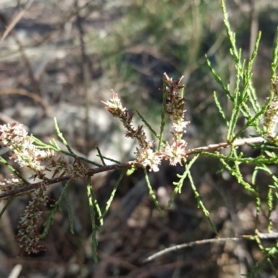 Tamarix sp.